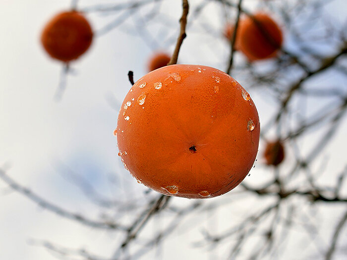 Хурма в осеннем саду
