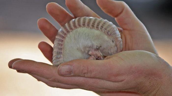 Выглядит не особо впечатляюще, но это колесо хрен разомкнешь! 