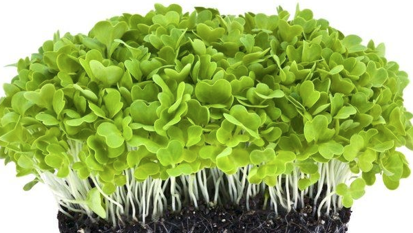 Что такое микрозелень?  Микрозелень - это всходы растений, употребляемые в пищу до того момента, пока на них не появились настоящие листочки. Пищевая ценность этих растений считается наивысшей.-2