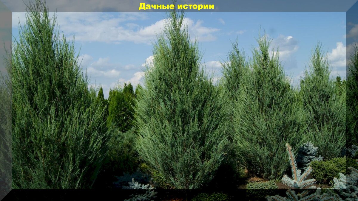 Можжевельник скальный Скайрокет (Juniper scopulorum Skyrocket) 