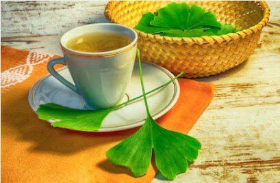 Ginkgo biloba 