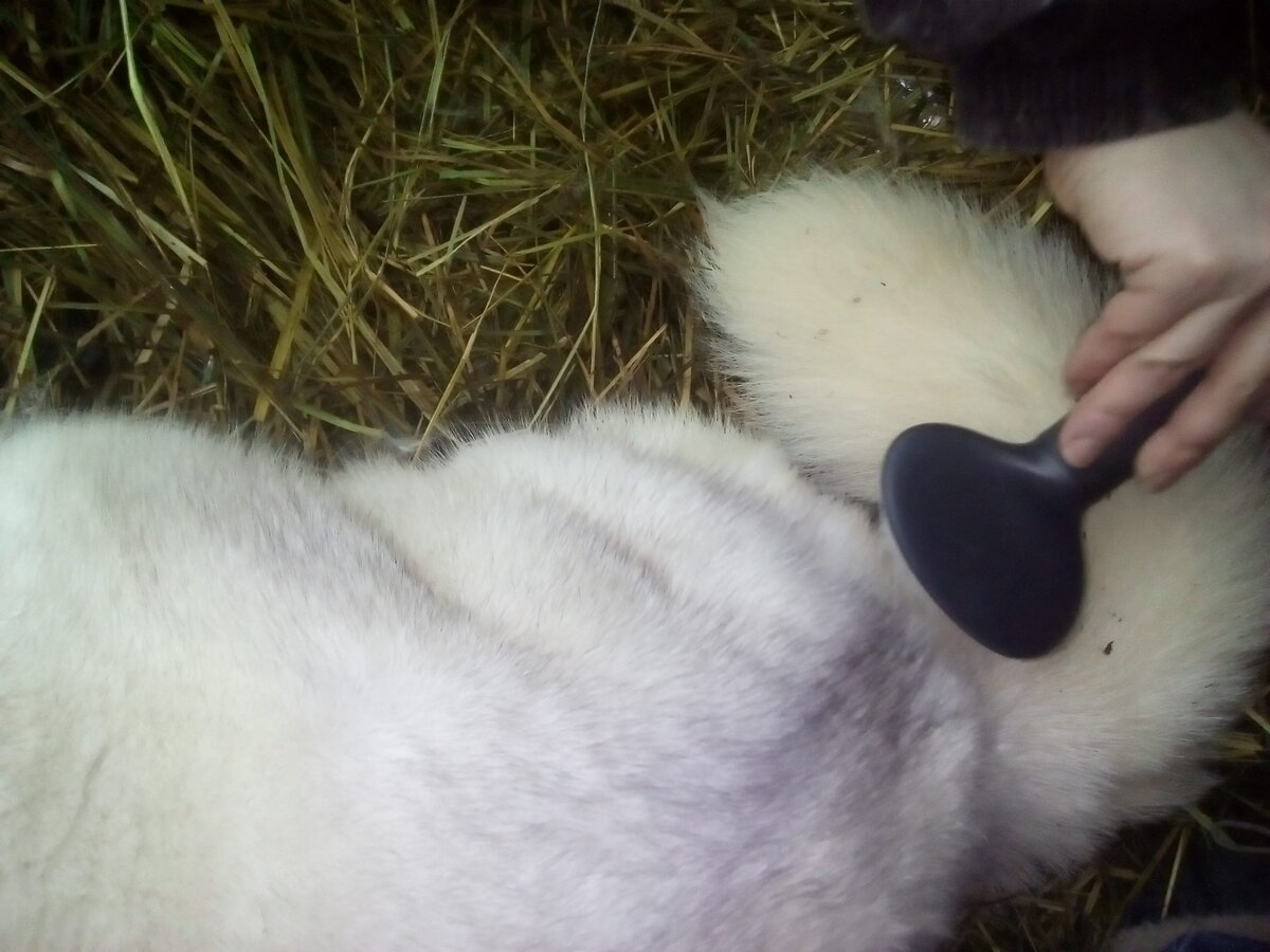 Вычёсывание песца