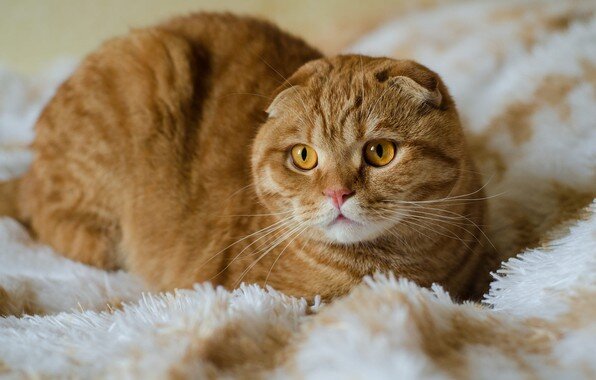 Шотландская вислоухая кошка (скоттиш-фолд) - радость для всех домочадцев |  Гавкуша | Дзен