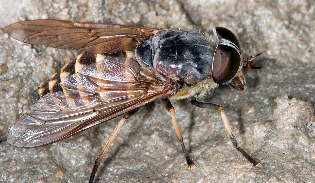 Слепень Tabanus. Слепень Tabanus bovinus. Бычий слепень насекомое. Слепень бычий Tabanus bovinus.