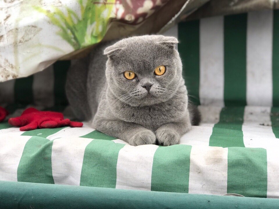 Кот недоволен твоим поведением)