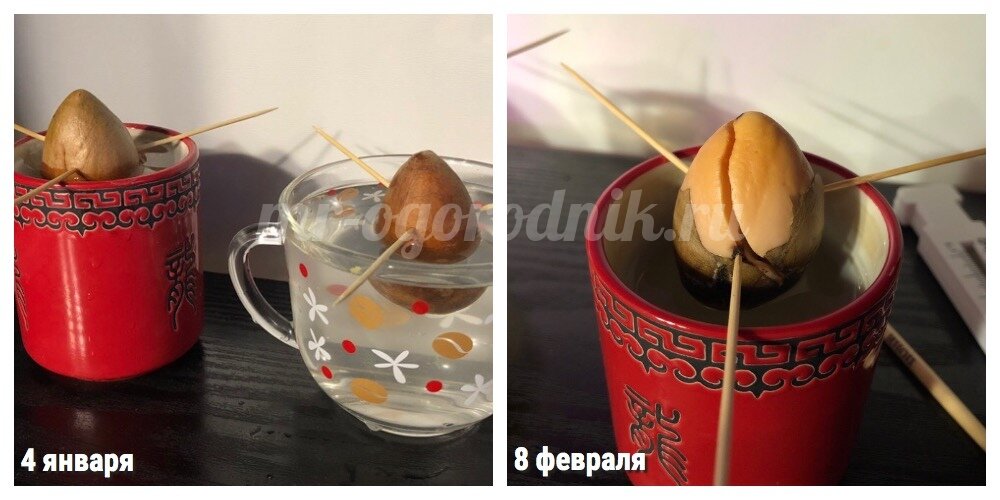 Первая партия