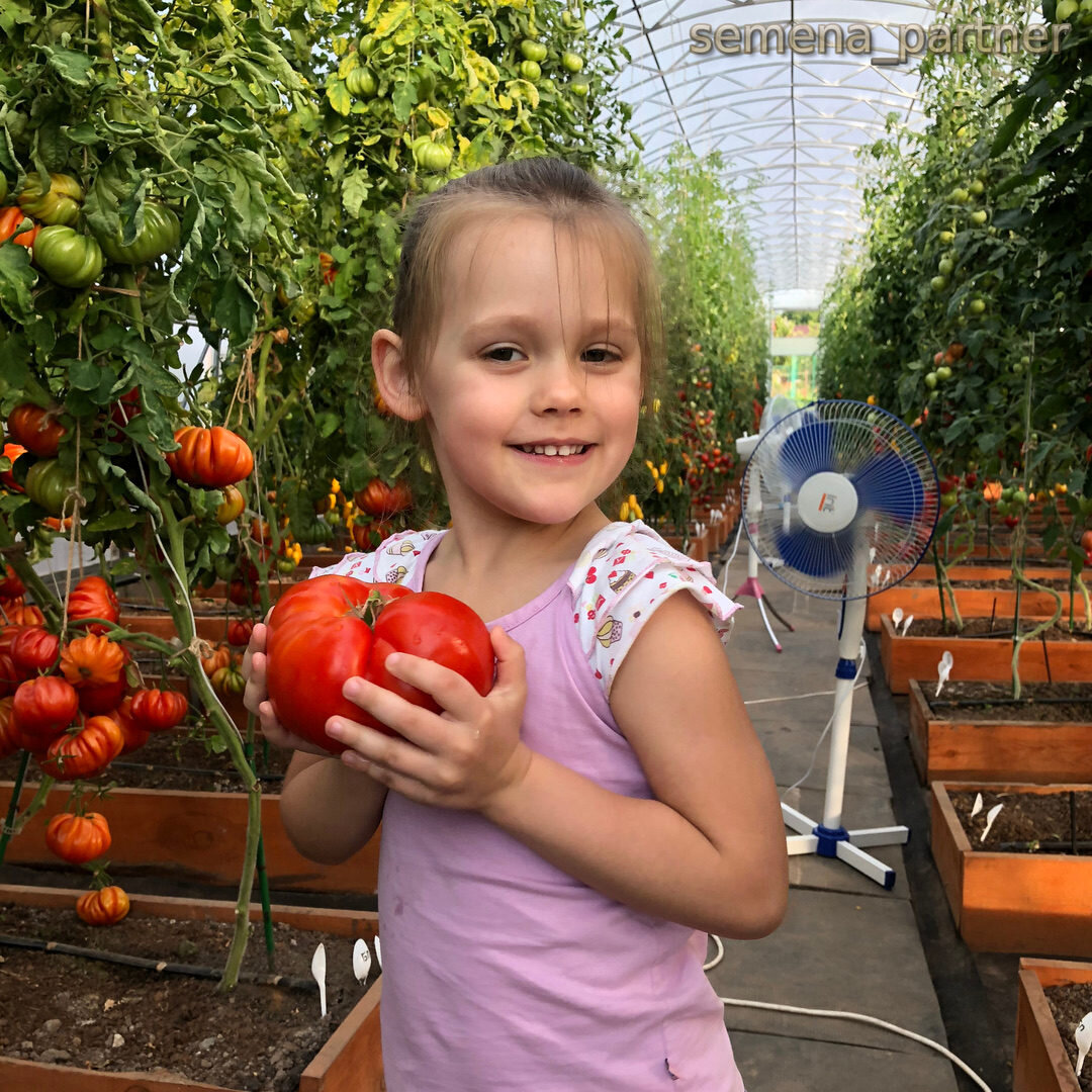 Любаша с томатом сорта Бабушкино