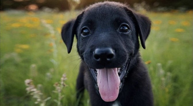 Фото с сайта https://www.rover.com