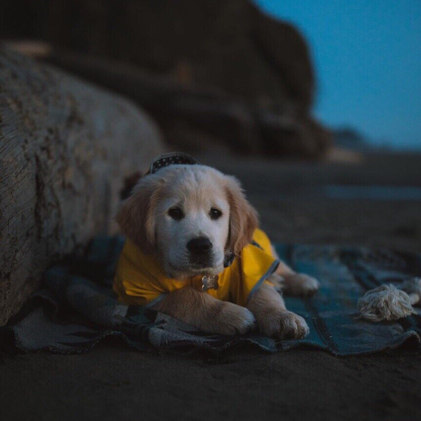 @ourfriendmilo / Instagram