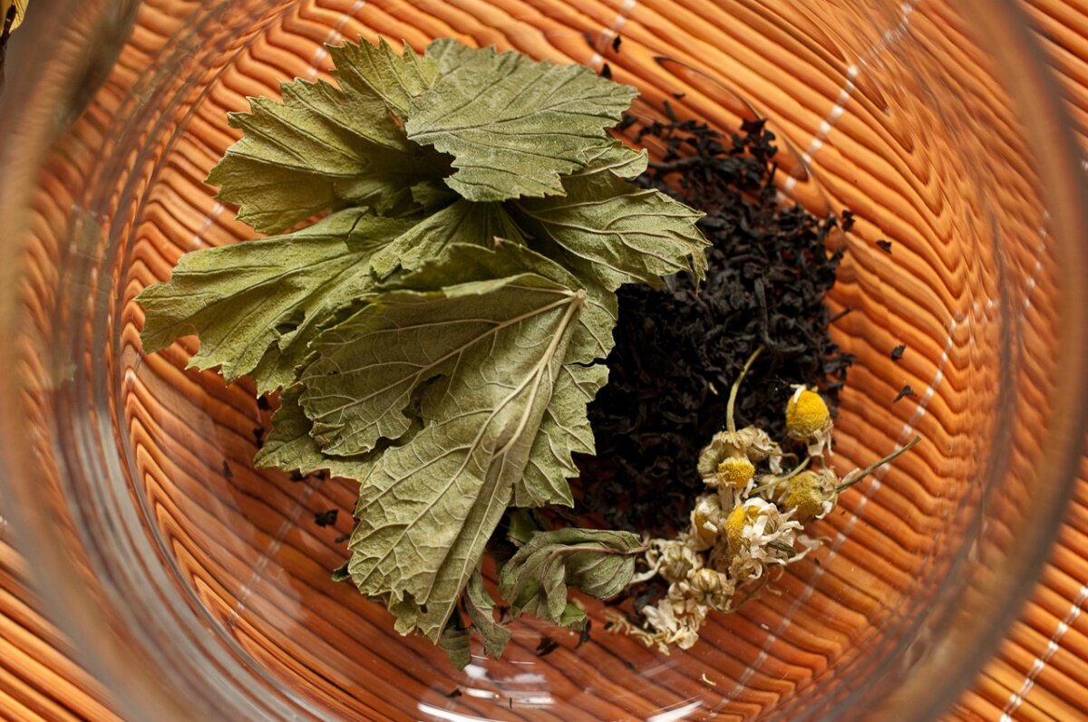 Чай из листьев смородины. Чай со смородиной и мятой. Лист смородины. Дикая смородина для чая. Черная смородина дикая листья.