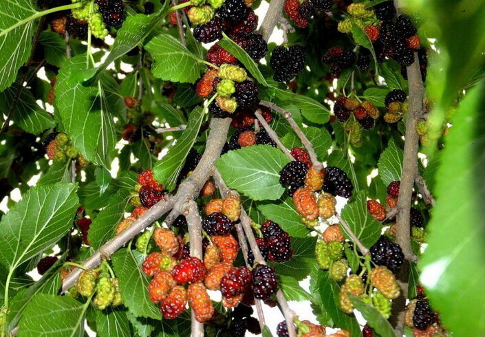 Переспевшие ягоды просто осыпаются на землю от малейшего ветра, который качнёт ветки, они сами падают вам в руки, как только вы к ним прикасаетесь. Фото: gardens.ru
