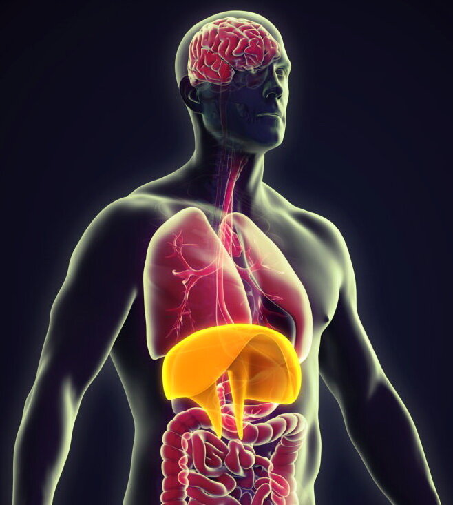 Диафрагма (желтый)