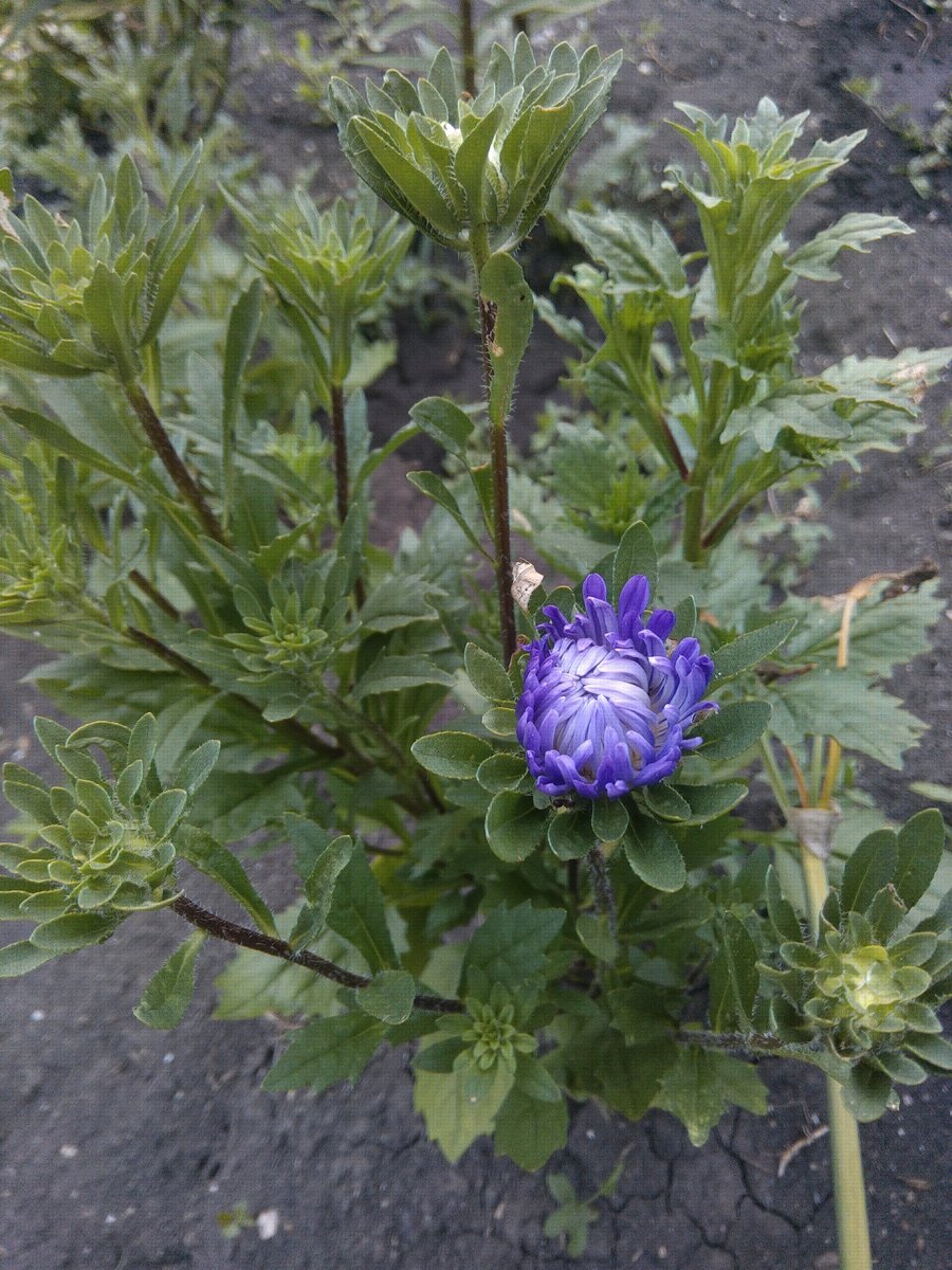 Фотографировала 25 июня.