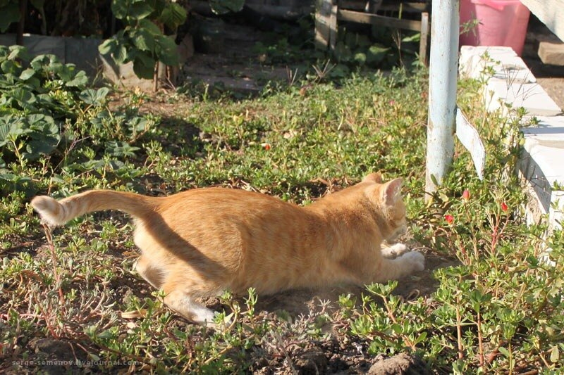 Фото из открытого источника Яндекс Картинки.