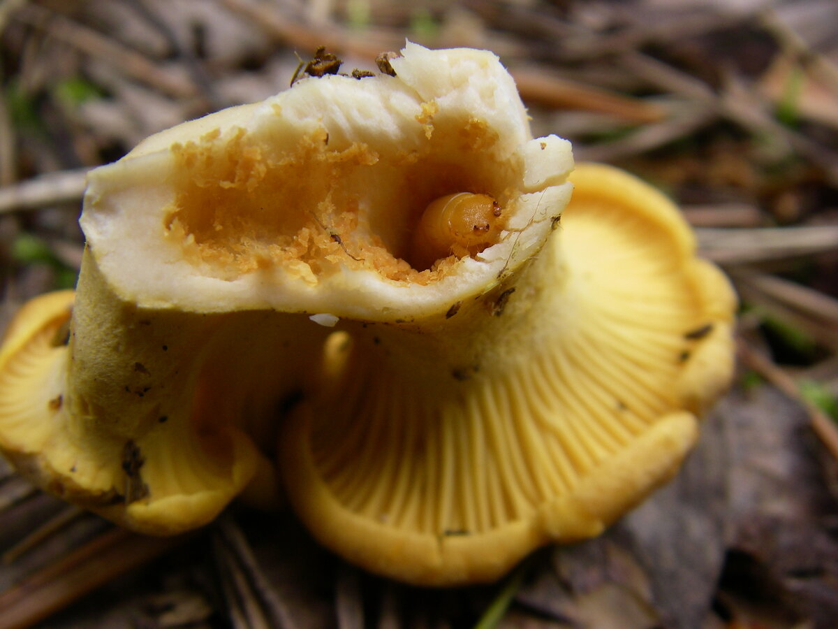 Источник фото: https://ogorod-bez-hlopot.ru/upotreblenie-chervivyx-gribov.html