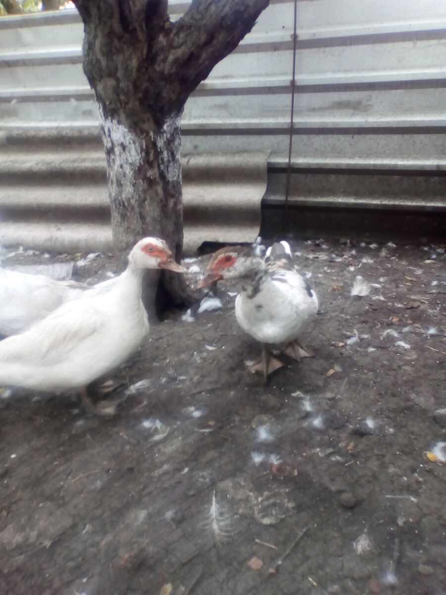 Уточки мускусные белая и цветная.