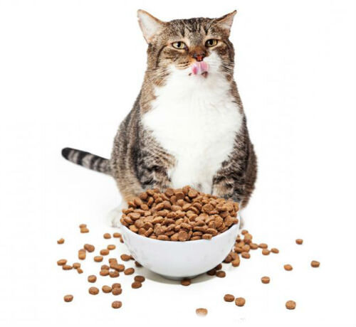 Чем кормить кошку - советы ветеринаров | Лапа помощи | Дзен