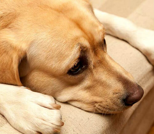 Питомниковый кашель у собак - в чем опасность | Лапа помощи | Дзен