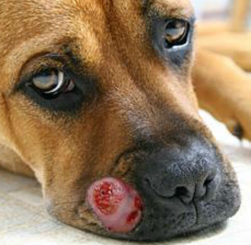 Предупреждающие признаки рака у собаки: симптомы, которые необходимо знать