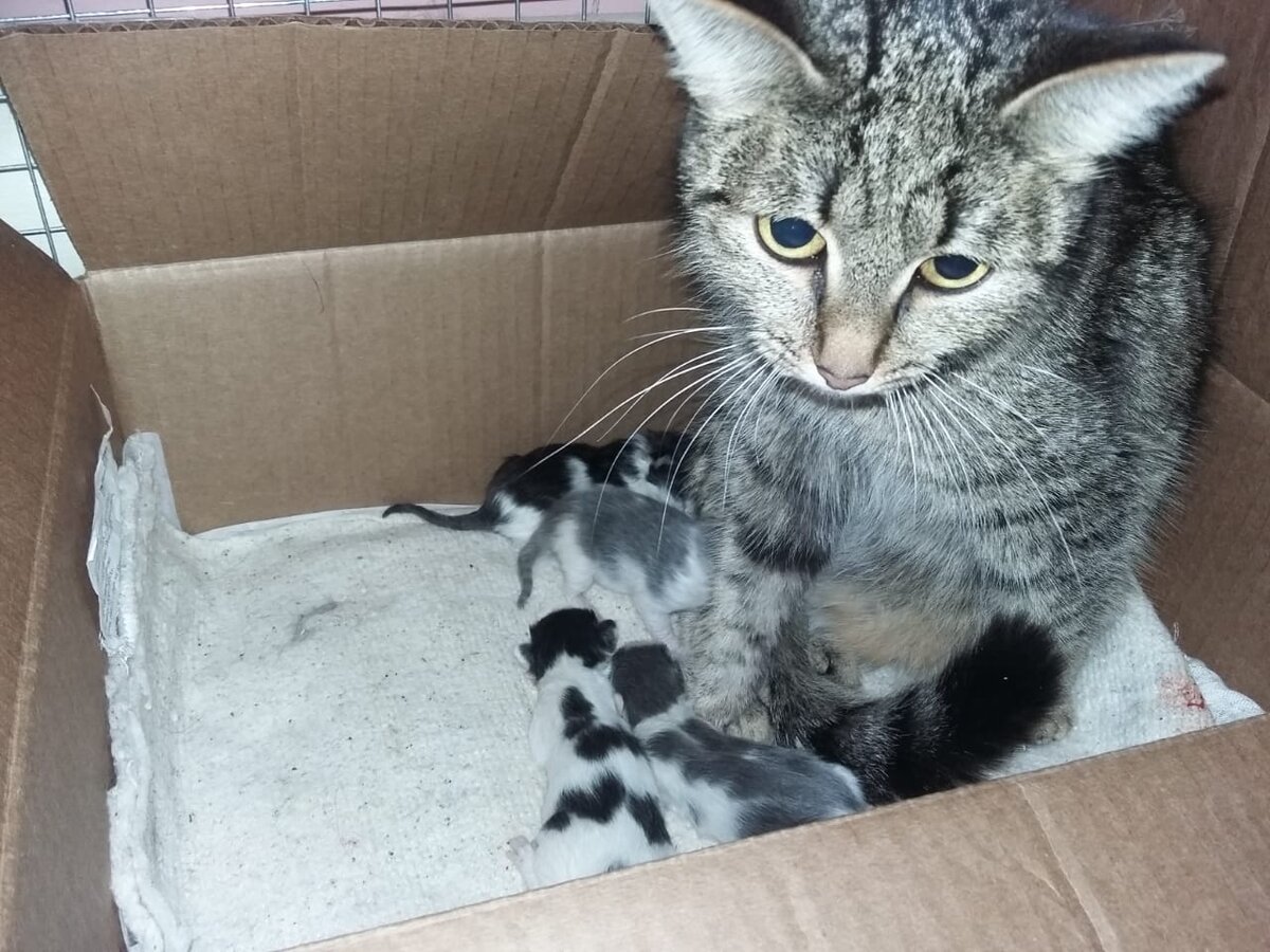 Эту кошечку Асю с котятами волонтеры обнаружили в подъезде. Котята высосали из нее все соки. Кошку мы вытащили с того света. Трое котят погибли.