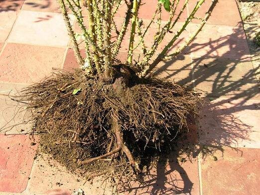 Фото Яндекс. Картинки. 