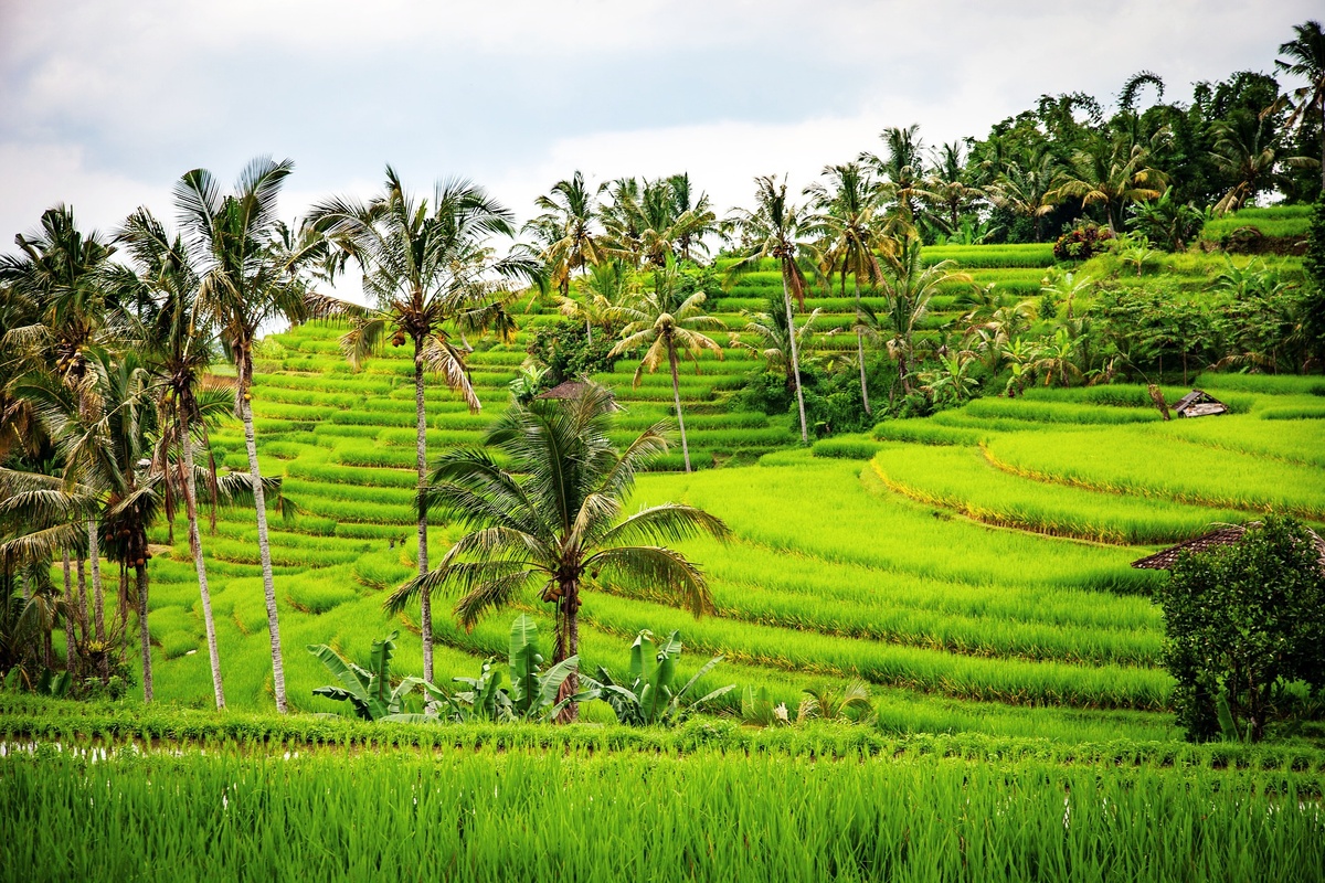 Природа Бали