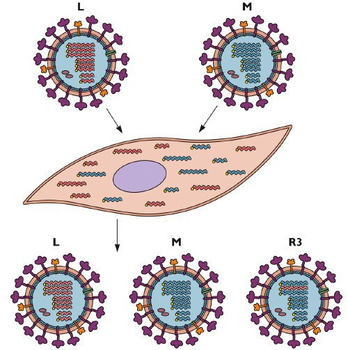  
Схема процесса реассортации вирусов
The New England Journal of Medicine
