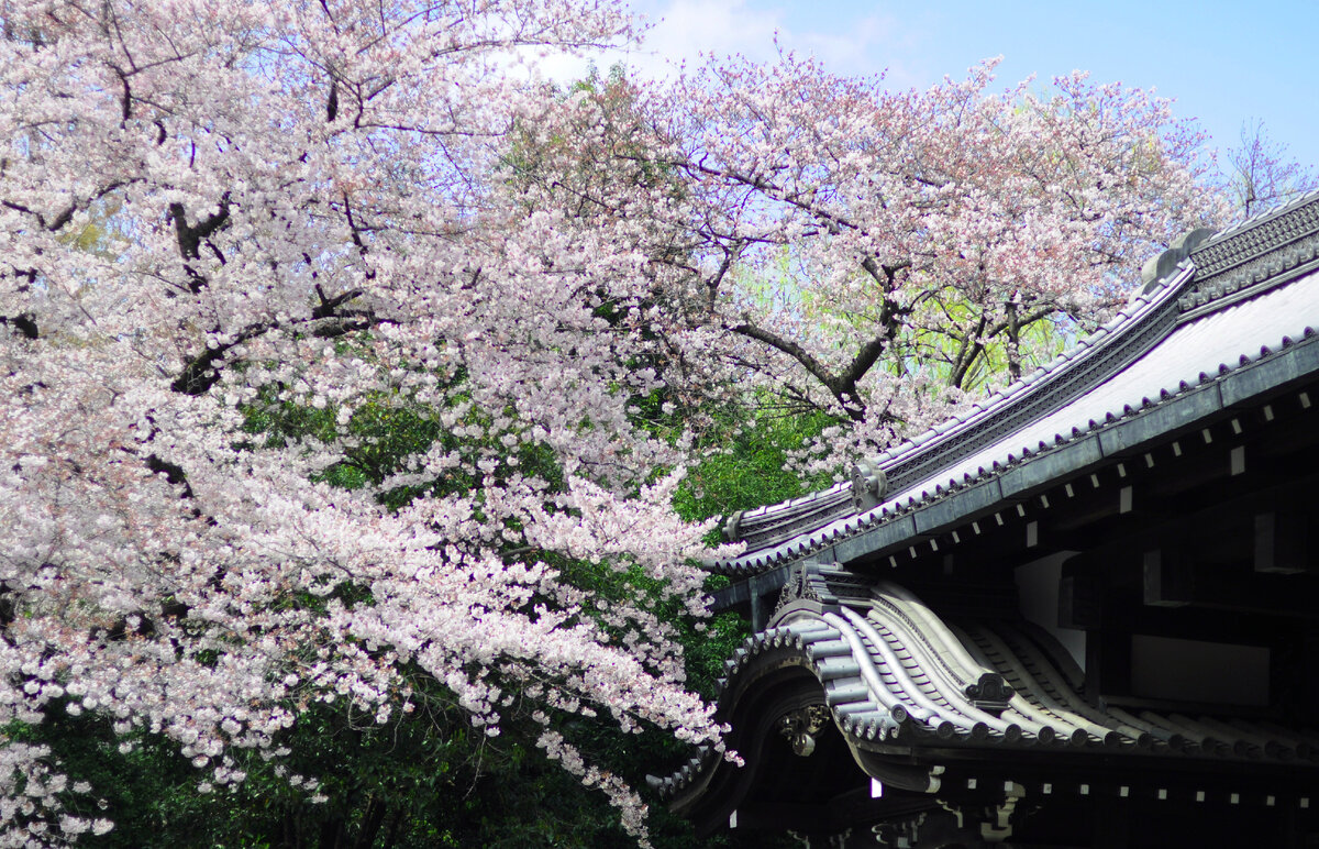 Чужих меж нами нет! 
Мы все друг другу братья 
Под сакурой в цвету. (Исса)