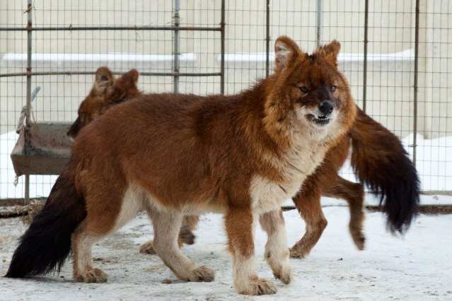 Красный или горный волк 🐺 