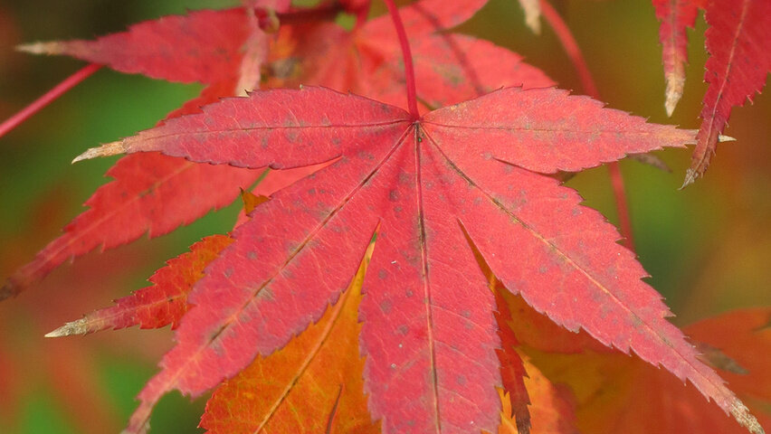 Клен пальмолистный Атропурпуреум