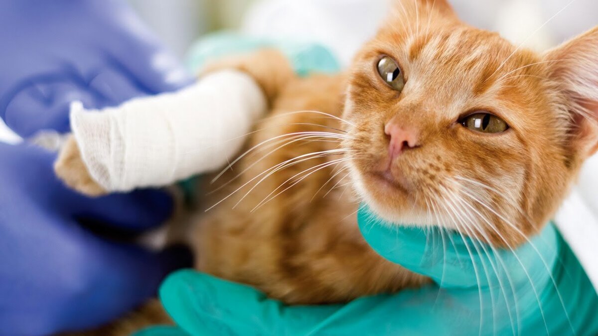 фото взято из Яндекс картинки для оформления