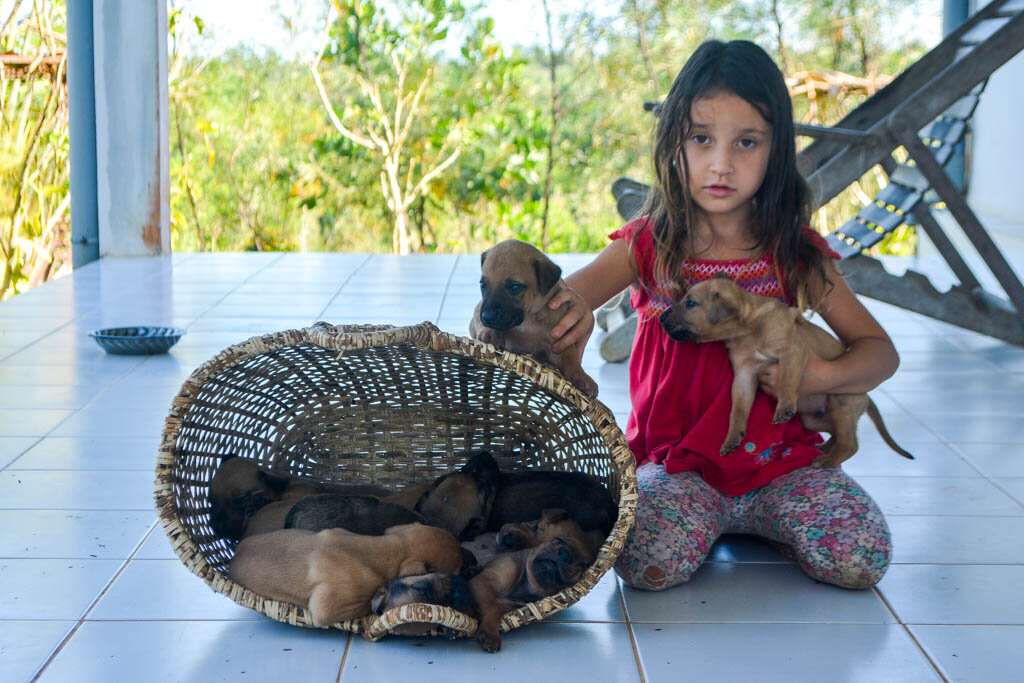 2. Щенкам позавчера исполнился месяц. Все отлично развиваются и чувствуют себя превосходно. Самые крупные уже весят порядка 2,5 килограммов.