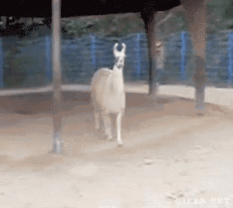 https://tenor.com/view/idont-like-you-nope-im-too-fabulous-llama-sassy-gif-5341047