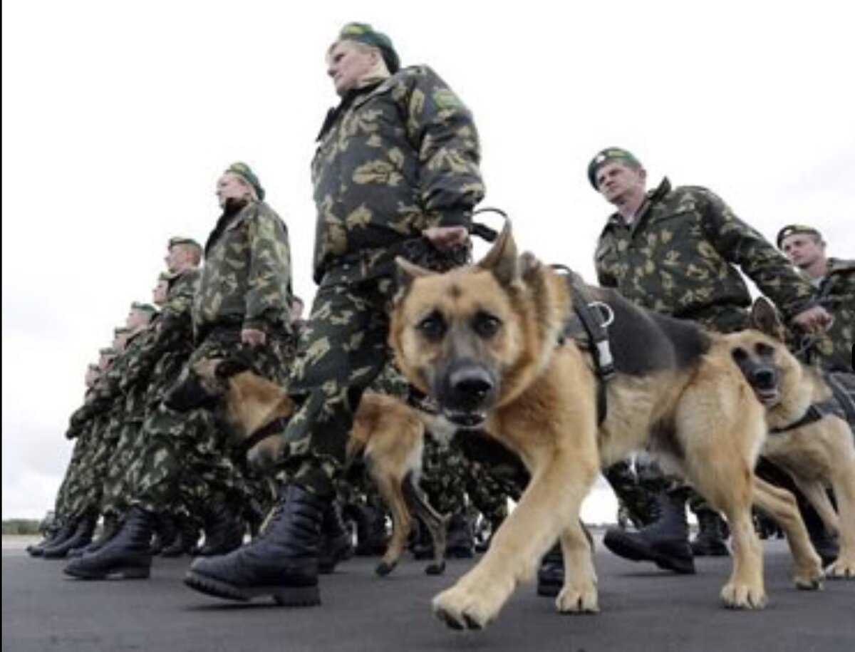 Армейские собаки на параде.