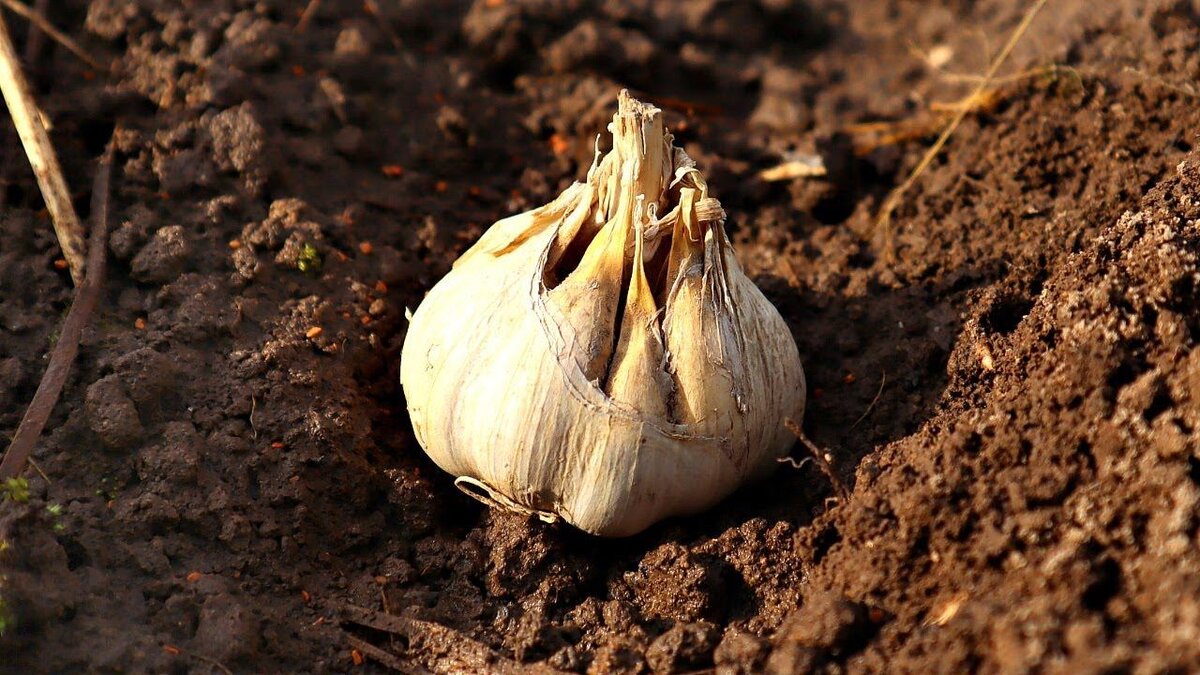 А вы слышали про такой способ посадки озимого чеснока?