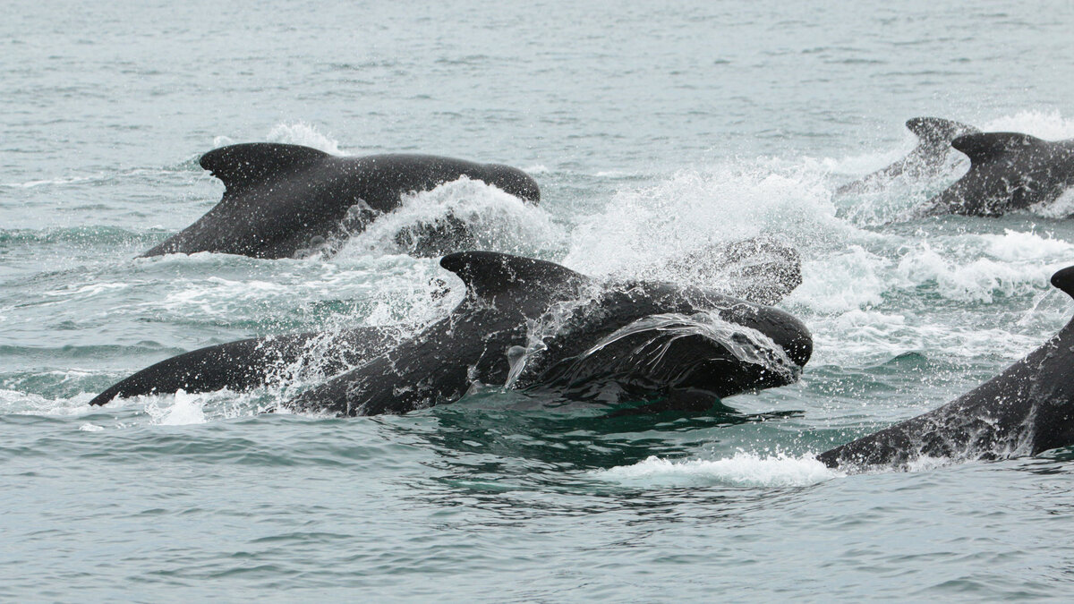 Гринды (Globicephala melas) гонятся за косатками в водах Исландии. Фото: Katarína Klementisová, Icelandic Orca Project.