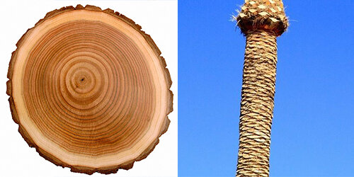 Изображения по запросу Пальма дерево