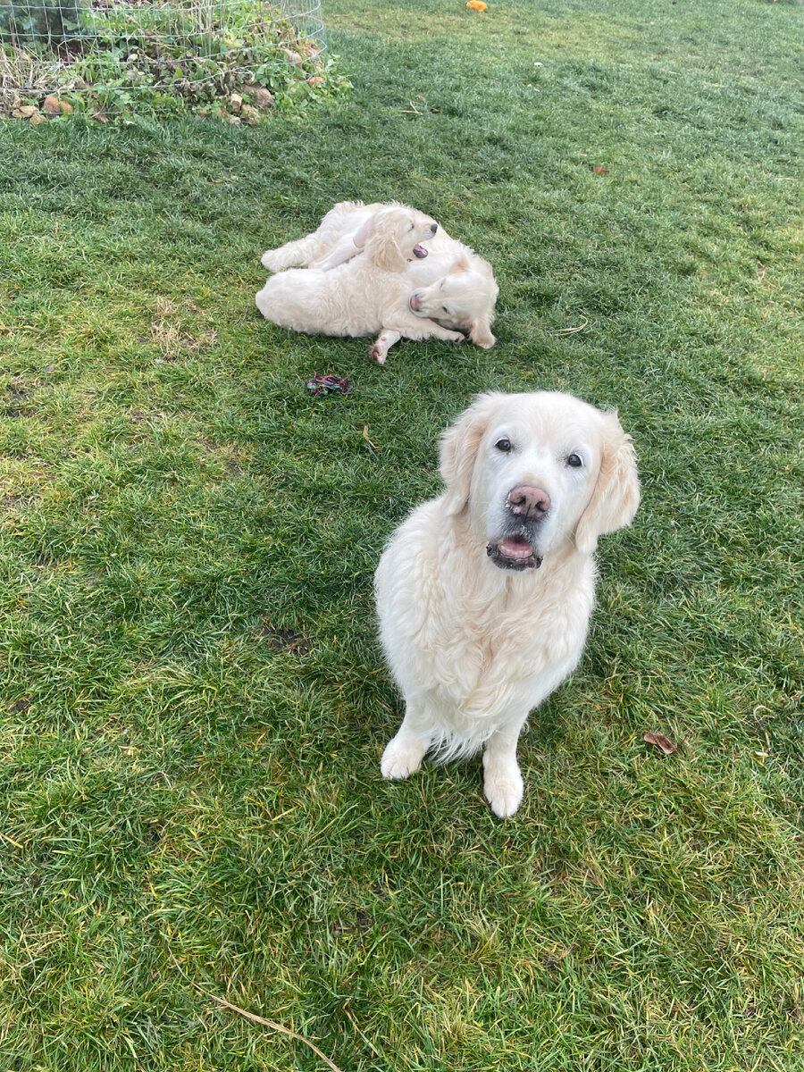 Наши Эмили, Руби и Мия играют на лужайке.