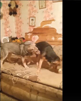 Собачки