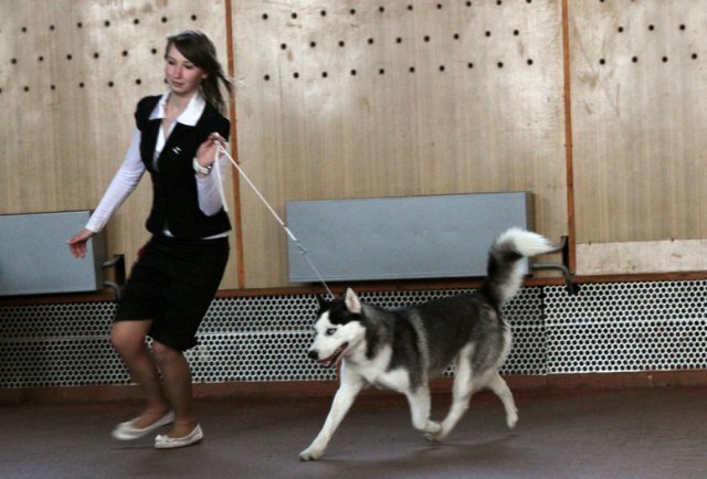 Моя Гера с хендлером 