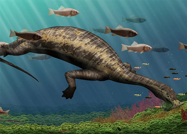 Реконструкция A. unicus
Y. Chen, Institute of Vertebrate Paleontology and Paleoanthropology
