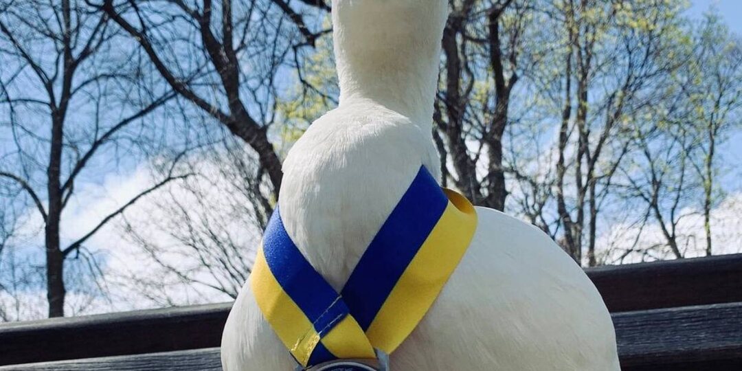 Утка бежит марафон! Значит, и вам пора