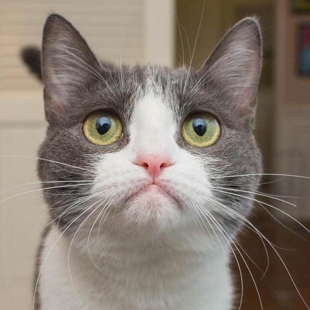 -Везде обман!