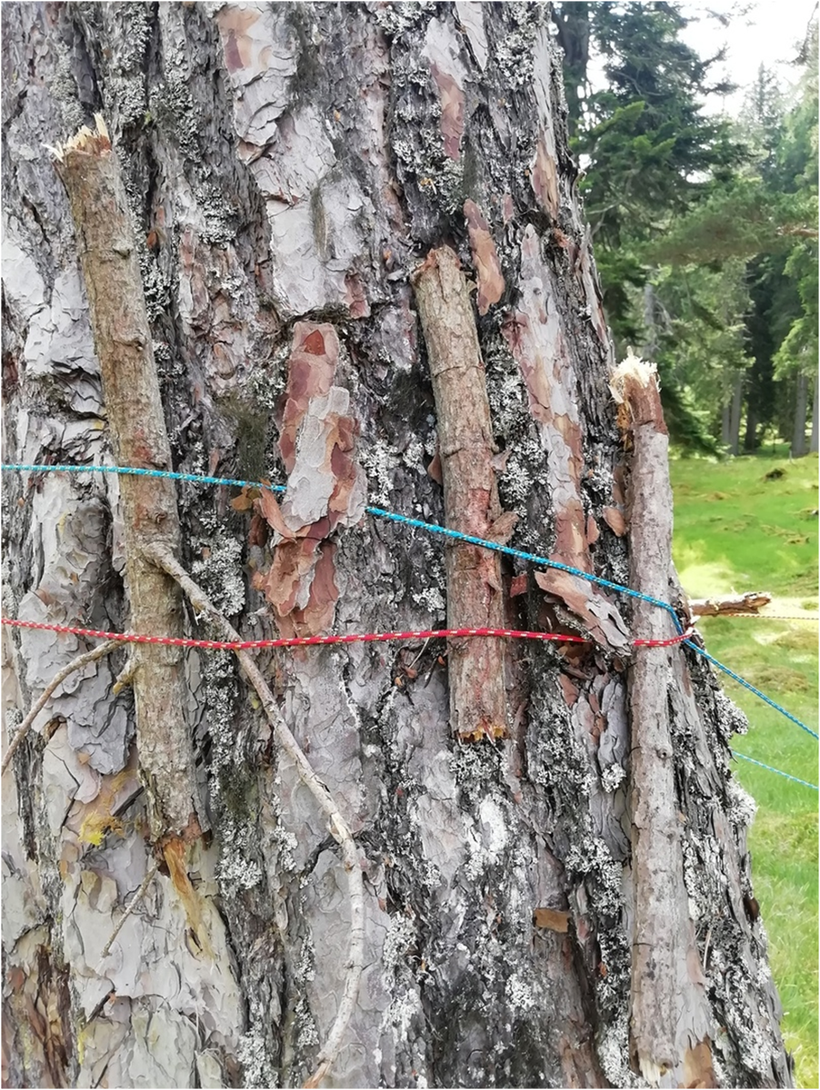 Когда я забыл дома стропы, пришлось импровизировать. Деревья надо беречь!