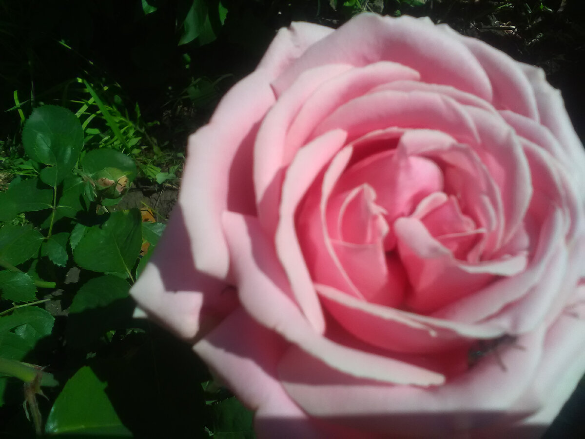 Эмейзинг Грейс 