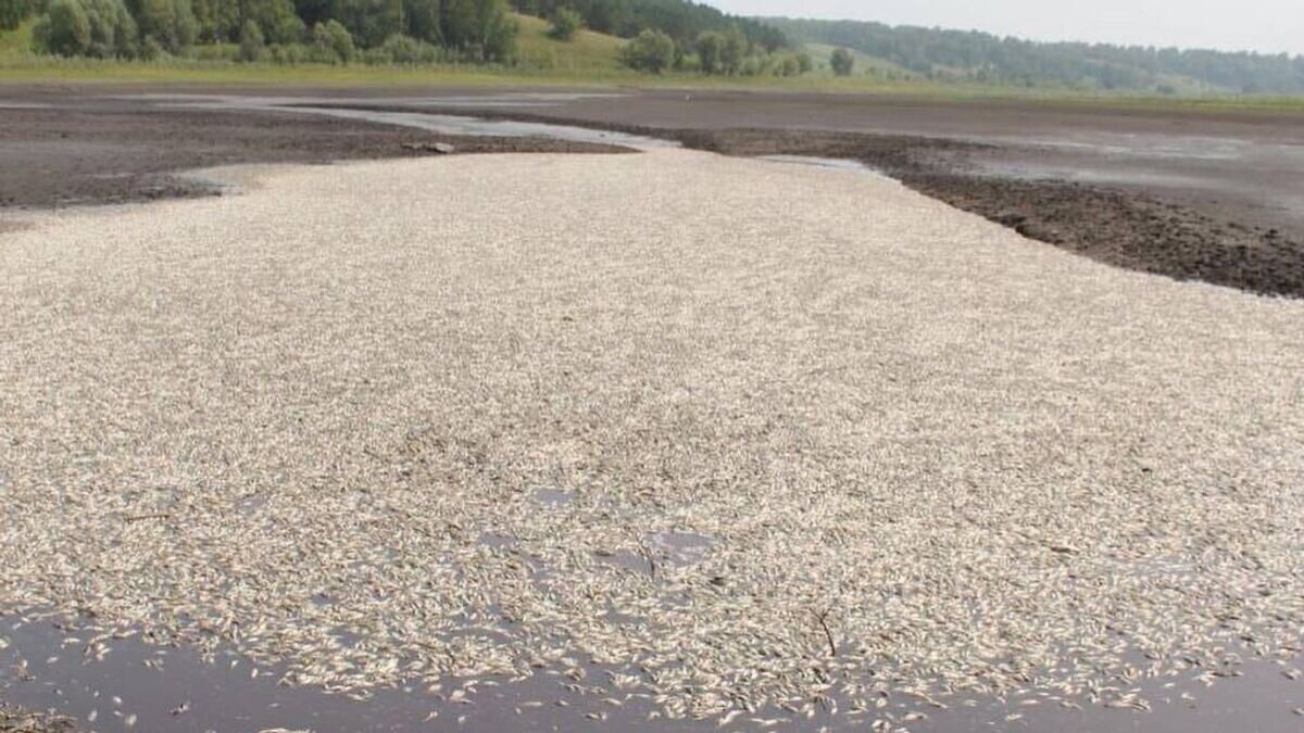    Рыба, погибшая из-за спуска воды в озере Клубничном в Алтайском крае © Фото : Александр Пластеев