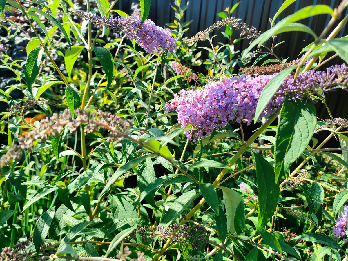 Буддлея Давида: этот куст зимует без укрытия в открытом грунте уже 3 года. И это в Сибири!