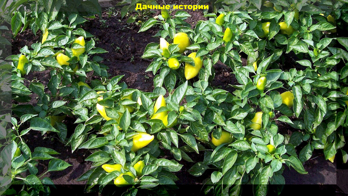 https://vk.com/photo-159774511_457258646