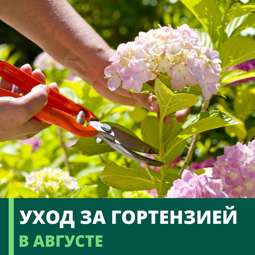 🌿УХОД ЗА ГОРТЕНЗИЕЙ В АВГУСТЕ. ПОСАДКА ГОРТЕНЗИИ В ГРУНТ🌿 | Гринвилль |  Дзен