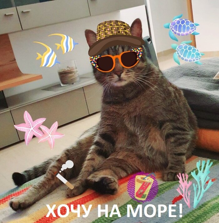 Слышь, хозяйка! Давай на недельку махнем в Сочи.